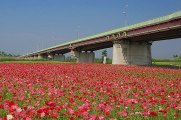 Poppies galore in Konosu City