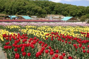 Rows of colorful tulips at Echigo Hillside Park