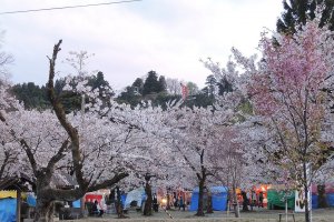 Sakura in abundance at Muramatsu Park
