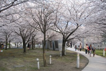 Hakusan Park has both plum and cherry blossoms during spring