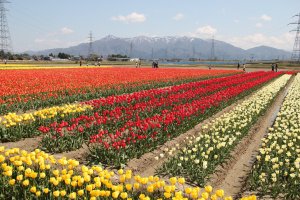 Gosen is one of Niigata's largest tulip growing centers