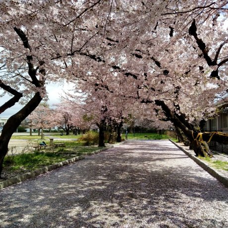 Hidden Cherry Blossoms at Happonmatsu Park, Sendai