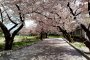 Hidden Cherry Blossoms at Happonmatsu Park, Sendai