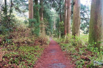 Cedar forest along the Old Takaido Road
