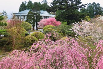 Hakone Park sakura