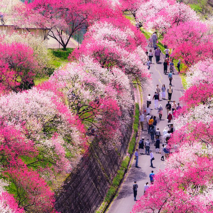 Achi Village Peach Blossom Festival 2024 - Events in Nagano - Japan Travel