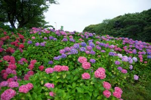 5 Hydrangea Spots Across Kyushu
