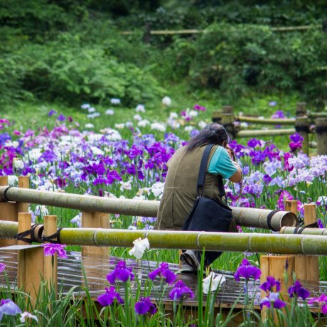 5 Iris Gardens in the Kanto Region