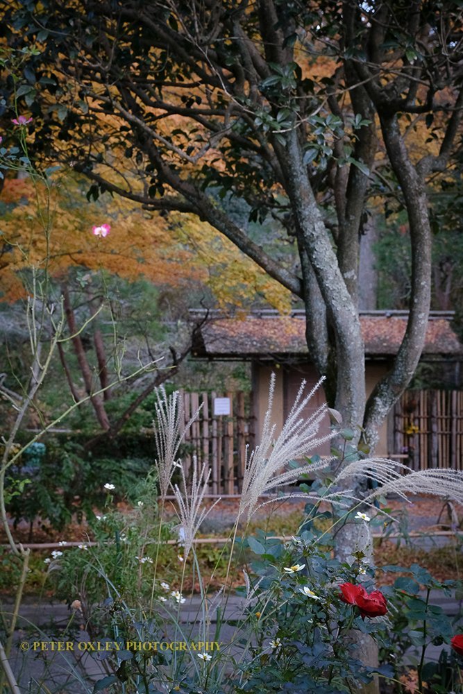 The teahouse amidst autumn colors.