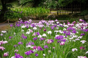 Irises in the inner garden.