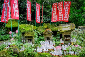 Fox village with miniature shrines