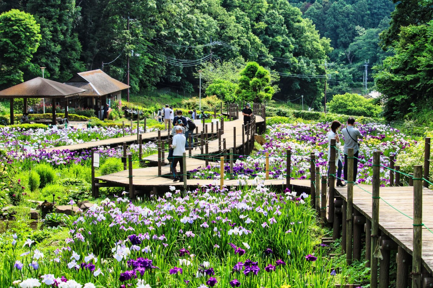 Seseragi Park Iris Garden