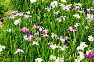  Iris field