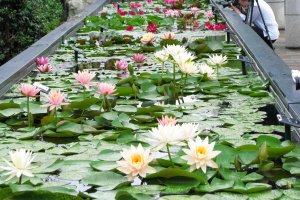 Water Lily Exhibition