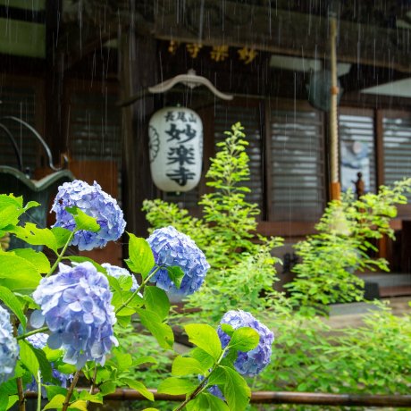 Myōraku-ji Temple Hydrangea Festival