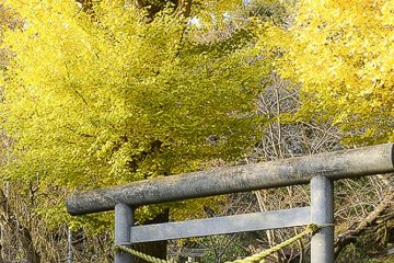 Ginkgo trees in autumn