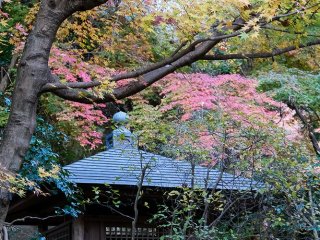 Autumn leaves, Meigetsuin Temple