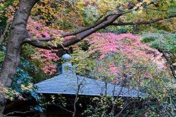 Autumn leaves, Meigetsuin Temple