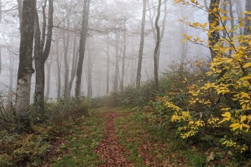 The beech forest in fog