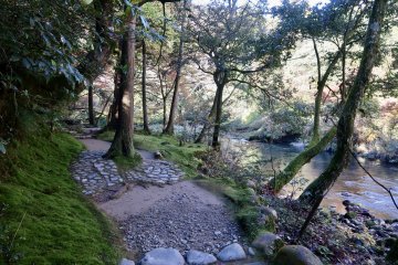 Enchanting moss lined path
