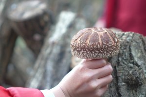 Shiitake mushroom picking
