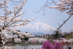 Takamatsu Park is just three kilometers from Morioka Station, and is one of the best sakura viewing spots in all of Japan