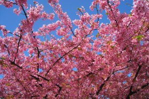 Miura Kaigan Cherry Blossom Festival