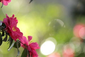 Jindai Botanical Garden Camellia Week