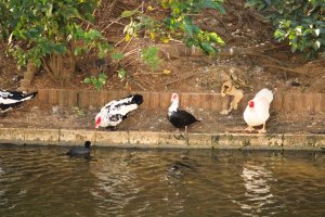 Muscovy ducks Ryutan Pond