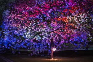 Sakura Night Garden at Shinjuku Gyoen