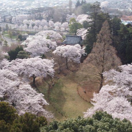 Shimizu Park Sakura Festival