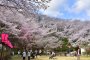 Mt. Konpira &amp; Setogawa Cherry Blossom Festival