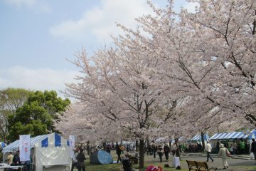 Toneri Park Senbonzakura Festival