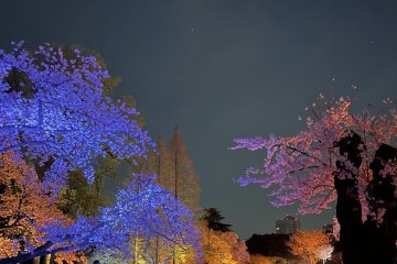NAKED Sakura Night Garden
