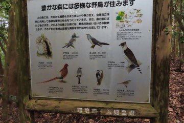 Some of the birds in this area