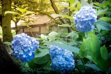 The hydrangeas present a pleasant contrast with this temple’s architecture