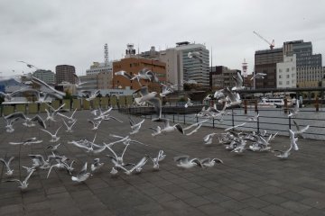 Live sculpture of sea gulls
