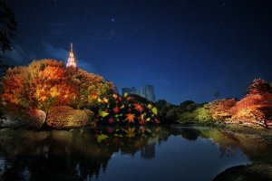 NAKED Autumn Leaves Shinjuku Gyoen