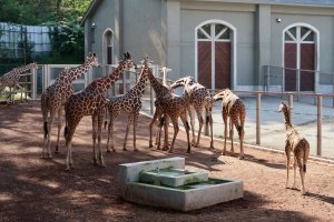 Giraffes in the African Zone