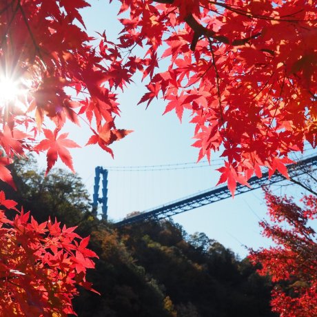 Ryujinkyo Autumn Foliage Festival