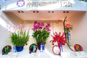 Okinawa International Orchid Exhibition