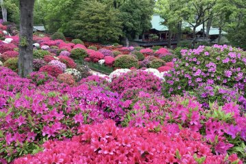 Springtime hues at Nezu Shrine, Tokyo