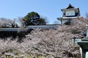 Cherry blossoms at Kanazawa Castle, Ishikawa Prefecture