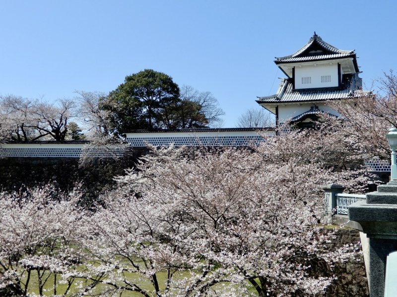 Cherry blossoms at Kanazawa Castle, Ishikawa Prefecture