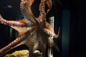 The skin of the Atlantic octopus looks like it would be interesting to touch