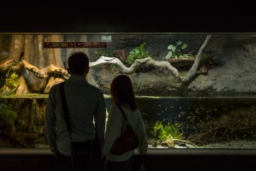 The Sunshine Aquarium next to Namco Namja Town in Ikebukuro was a really popular place for dates