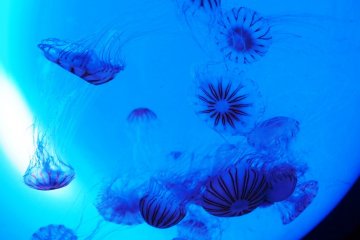 The Jellyfish transport you to another world at Sunshine Aquarium Ikebukuro