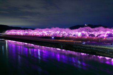 Ogawara Sakura Illuminations