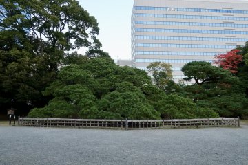 Sambyakunen-no-matsu (300-year old pine)