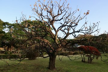 Plum tree